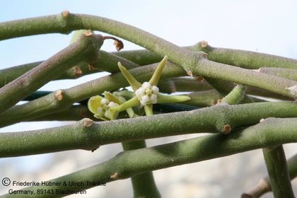 Sarcostemma vanlessenii 003 – Asclepidarium
