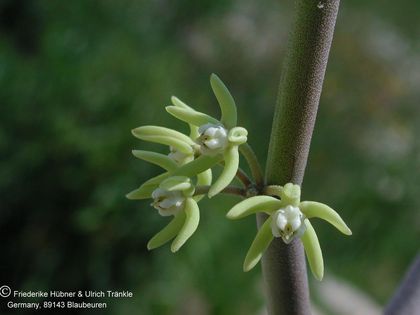 Sarcostemma viminale Blüten nah – Asclepidarium