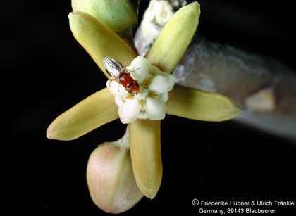 Sarcostemma viminale (Swakopmund Namibia) 1 HT – Asclepidarium