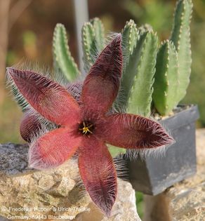 Stapelia ambigua (grandiflora) – Asclepidarium