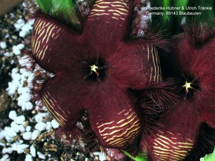 Stapelia asterias-Hybride Blüten 2 – Asclepidarium