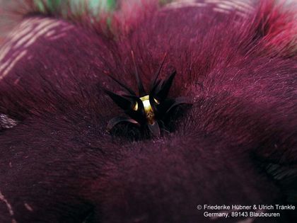 Stapelia asterias-Hybride Corona – Asclepidarium