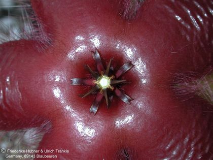 Stapelia asterias var lucida Innere Corona frontal – Asclepidarium
