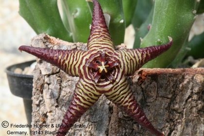 Stapelia cedrimontana 002 – Asclepidarium