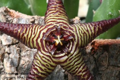 Stapelia cedrimontana 003 – Asclepidarium
