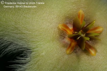 Stapelia desmetiana var pallida (FH05,156) 005 – Asclepidarium