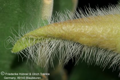 Stapelia desmetiana var pallida (FH05,156) 007 – Asclepidarium