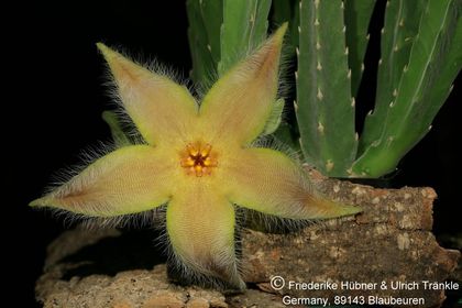 Stapelia desmetiana var pallida (FH07,110) 001 – Asclepidarium