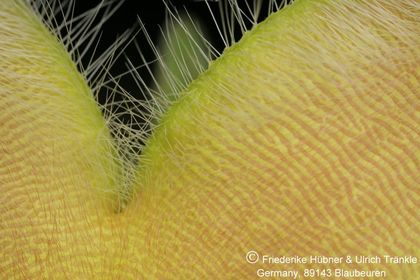 Stapelia desmetiana var pallida (FH07,110) 006 – Asclepidarium