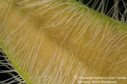 Stapelia desmetiana var pallida (FH07,110) 009 – Asclepidarium