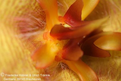 Stapelia desmetiana var pallida (FH07,110) 010 – Asclepidarium