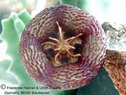 Stapelia engleriana 1 – Asclepidarium