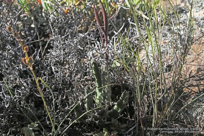 Stapelia erectiflora 0367 – Asclepidarium