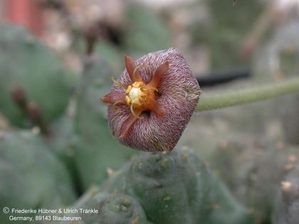 Stapelia erectiflora Blüte – Asclepidarium