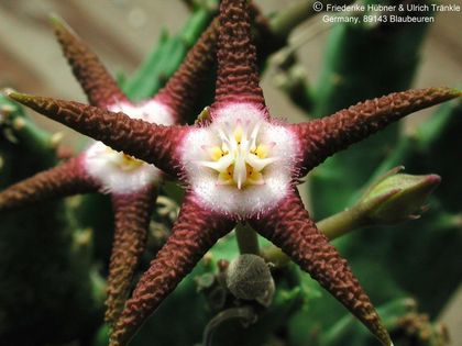 Stapelia flavopurpurea bei Aus2 – Asclepidarium