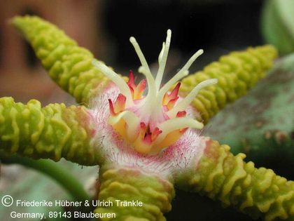 Stapelia flavopurpurea CX148 3 – Asclepidarium