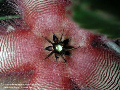 Stapelia gettlefii innere Corona frontal – Asclepidarium