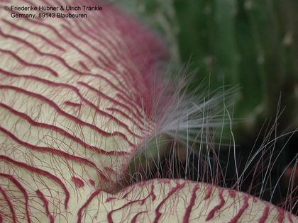 Stapelia gigantea Bewimperung HT 6 – Asclepidarium