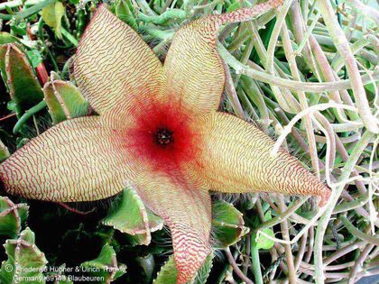 Stapelia gigantea Blüte und Habitus – Asclepidarium