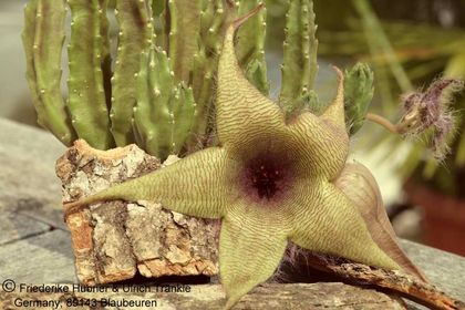 Stapelia gigantea (FH04,145) 002 – Asclepidarium