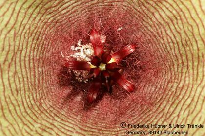 Stapelia gigantea (FH04,145) 004 – Asclepidarium