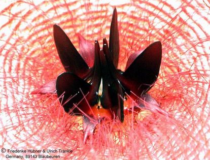 Stapelia gigantea HT 3 – Asclepidarium