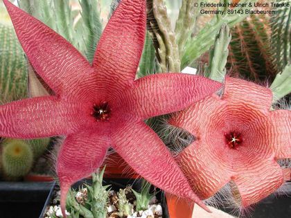 Stapelia gigantea-Hybride 1 – Asclepidarium
