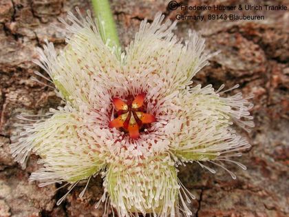Stapelia glanduliflora 001 – Asclepidarium