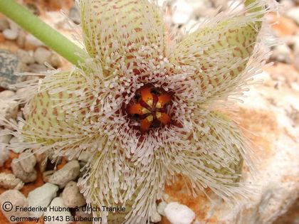 Stapelia glanduliflora 002 – Asclepidarium