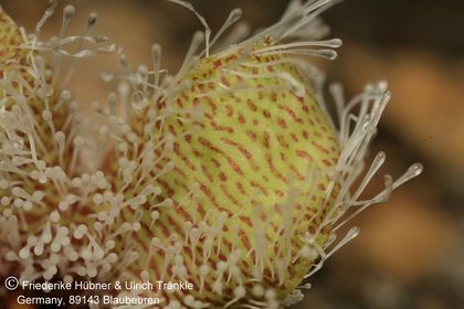 Stapelia glanduliflora (7 km S Clanvilliam) (FH07,028) 004 – Asclepidarium