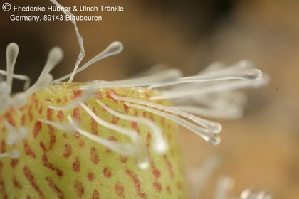 Stapelia glanduliflora (7 km S Clanvilliam) (FH07,028) 007 – Asclepidarium