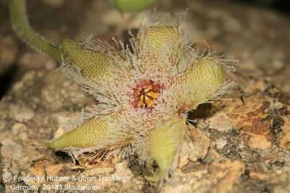Stapelia glanduliflora (7 km S Clanvilliam) (FH07,028) 010 – Asclepidarium