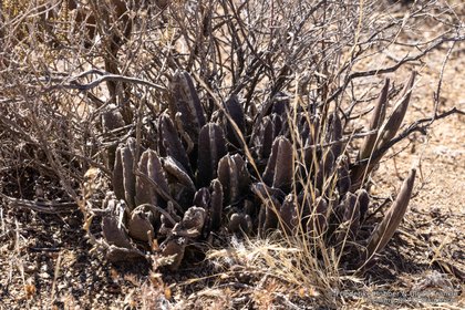 Stapelia grandiflora 1376 – Asclepidarium
