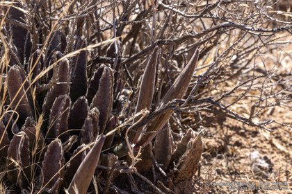 Stapelia grandiflora 1377 – Asclepidarium