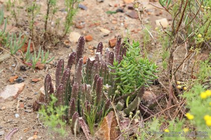 Stapelia hirsuta 07908 – Asclepidarium