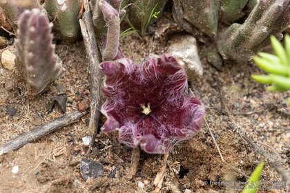 Stapelia hirsuta 07911 – Asclepidarium