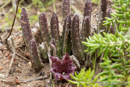 Stapelia hirsuta 07912 – Asclepidarium