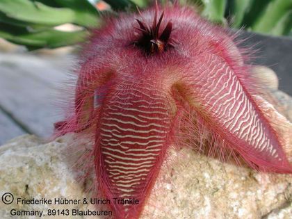 Stapelia hirsuta 1 – Asclepidarium