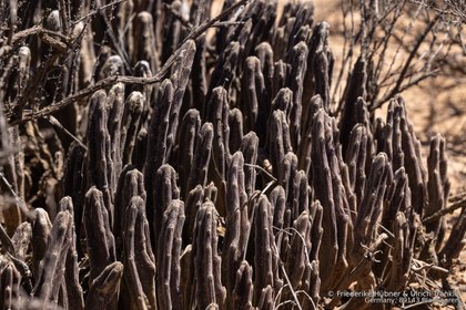 Stapelia hirsuta 2146 – Asclepidarium