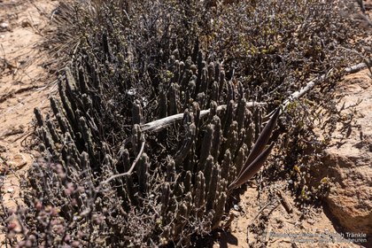 Stapelia hirsuta 2150 – Asclepidarium