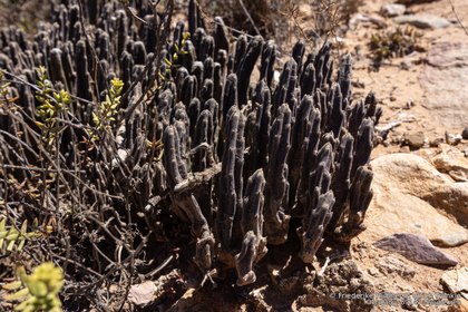 Stapelia hirsuta 2152 – Asclepidarium