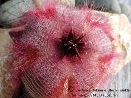 Stapelia hirsuta 3 – Asclepidarium