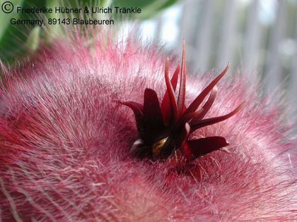 Stapelia hirsuta 5 – Asclepidarium