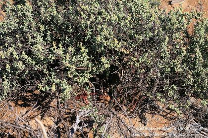 Stapelia hirsuta var. gariepensis (Namuskluft, Namibia) 001 – Asclepidarium