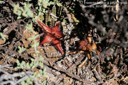 Stapelia hirsuta var. gariepensis (Namuskluft, Namibia) 002 – Asclepidarium