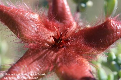Stapelia hirsuta var. gariepensis (Namuskluft, Namibia) 003 – Asclepidarium