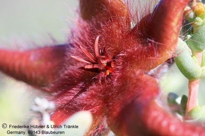 Stapelia hirsuta var. gariepensis (Namuskluft, Namibia) 004 – Asclepidarium