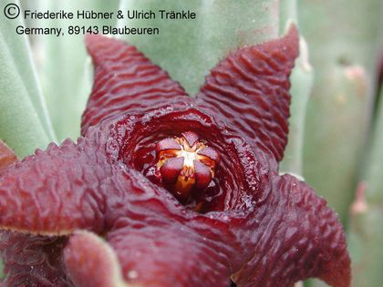 Stapelia kwebensis 3 – Asclepidarium