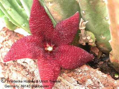 Stapelia olivacea 1 – Asclepidarium
