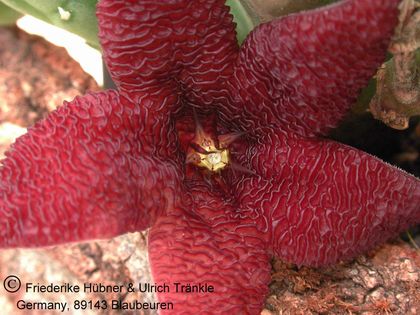 Stapelia olivacea 2 – Asclepidarium